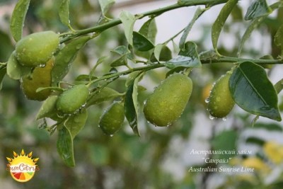 Australian Sunrise Lime3 - 